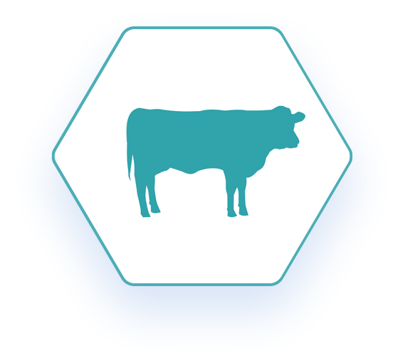 Hexagon-shaped network logo with a blue outline of a beef cow