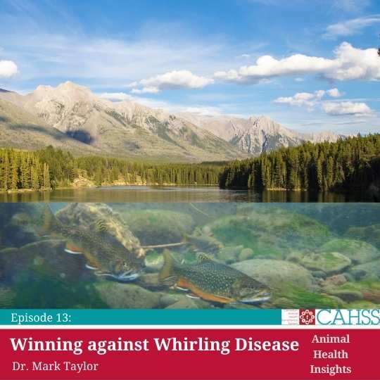 whirling disease and fish