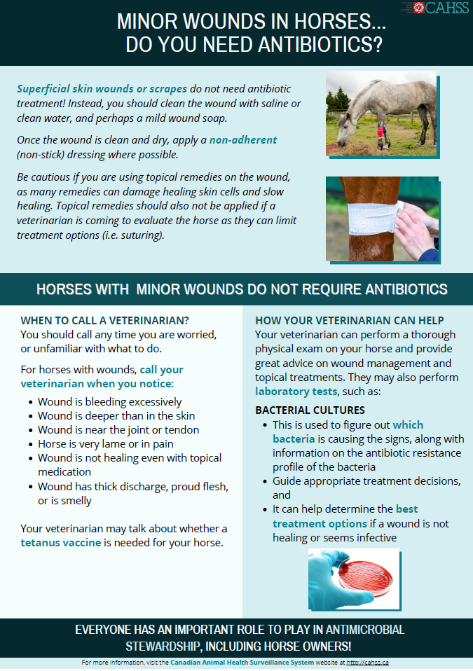 Minor wounds in horses... do you need antibiotics