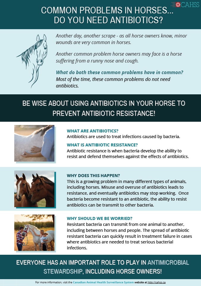 infographic horse antibiotics