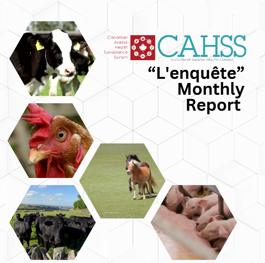 Monthly report cover page with hexagons containing images of cattle, chickens, horses, and pigs