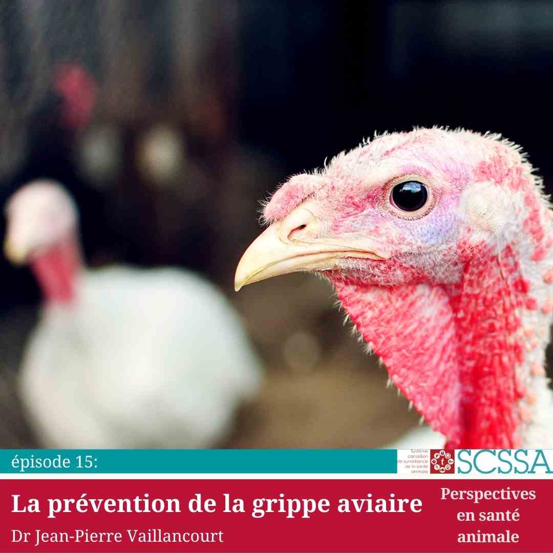 15e épisode : la prévention de la grippe aviaire avec Dr. Jean-Pierre Vaillancourt