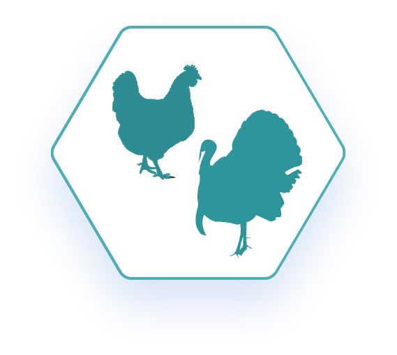 Logo de réseau en forme d'hexagone avec un contour bleu d'un poulet et d'une dinde