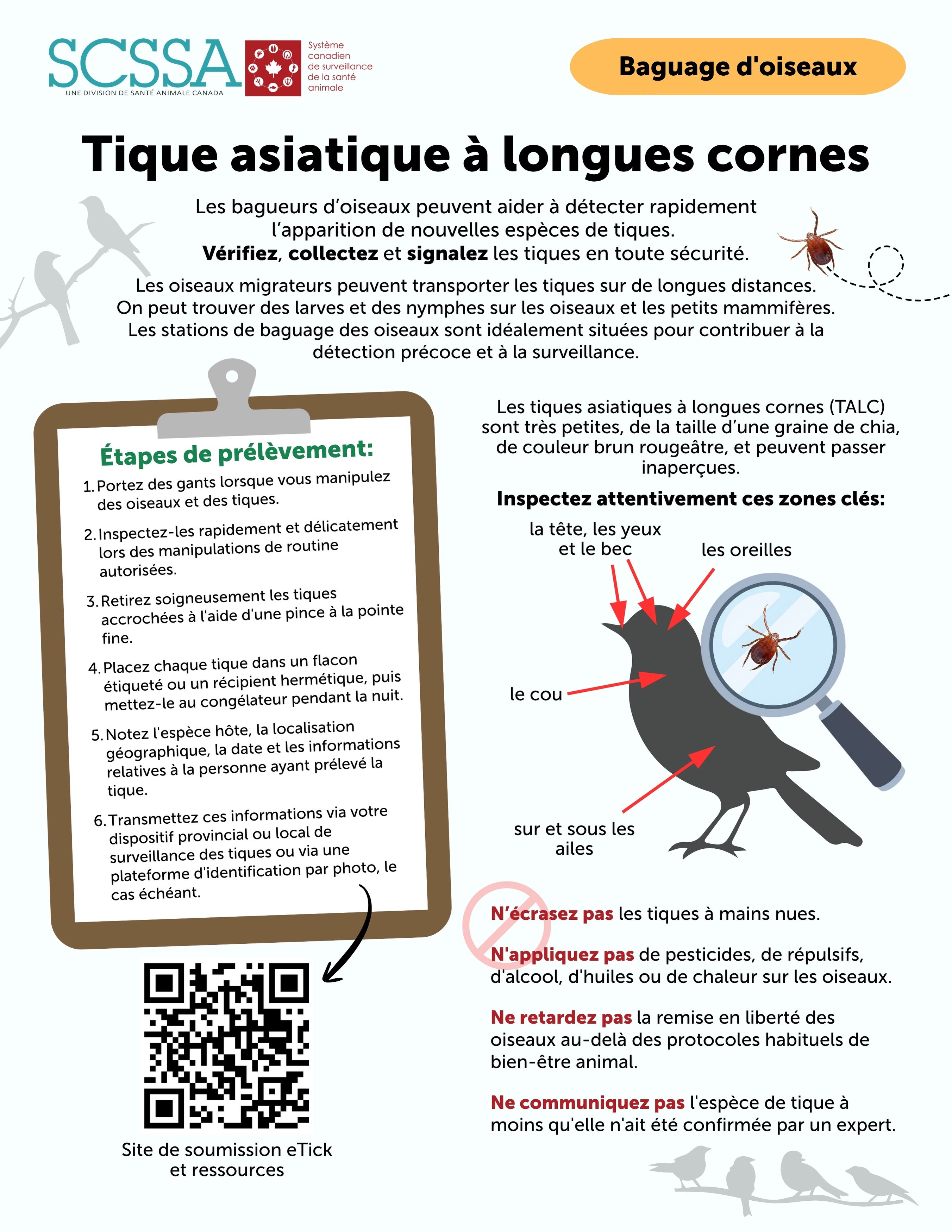 Default Talc Oiseaux