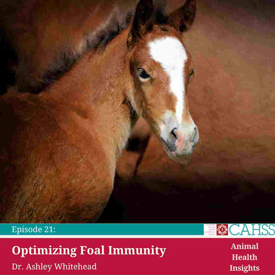 Podcast image with bay foal