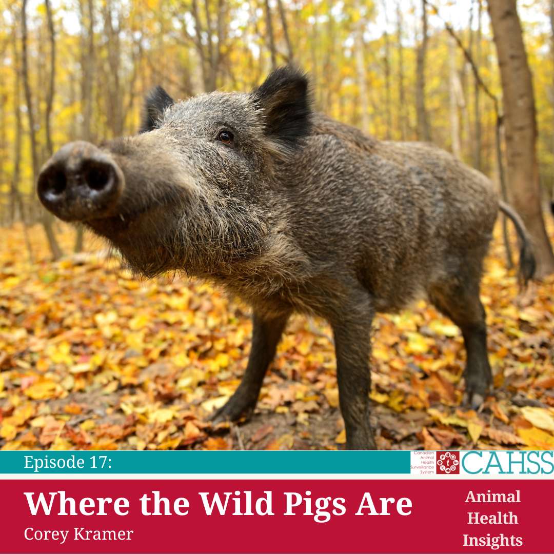 wild pig standing in a forest